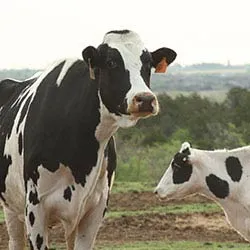 DAIRY IS SCARY!